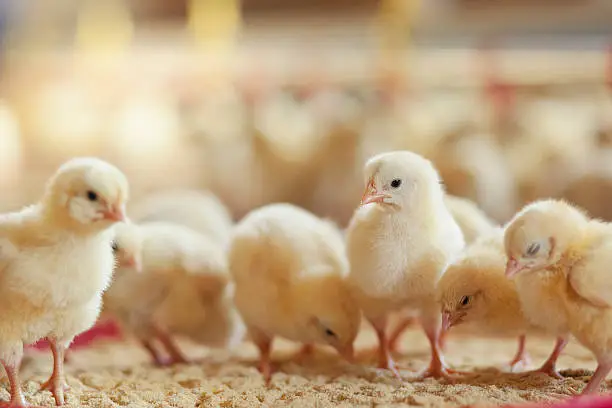 Day-Old Chicks